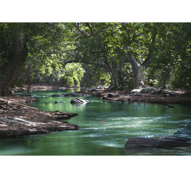 Forest and river Wall Mural - TenStickers