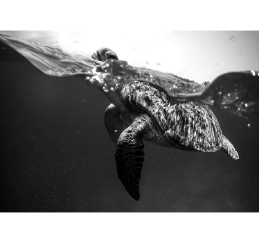 Black and white turtle swimming animal wall mural - TenStickers