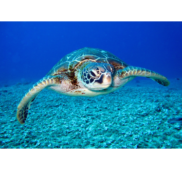 Hawksbill sea turtle wall mural - TenStickers