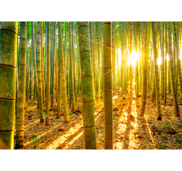 Bamboo forest in sunlight zen photo wallpaper - TenStickers