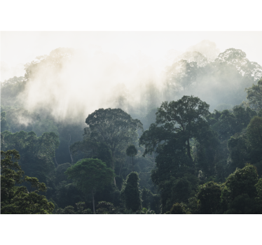 jungle background nature murals - TenStickers