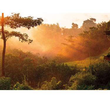 Sunrise over jungle forest mural wallpaper - TenStickers