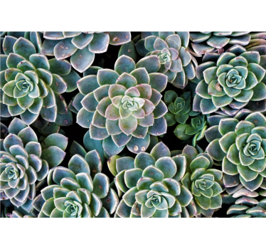 Desert rose 3d mural wallpaper - TenStickers