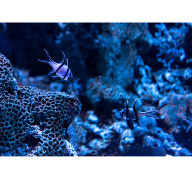 Life in deep ocean under the sea wall mural - TenStickers