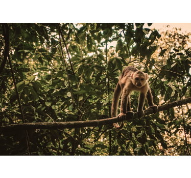 Amazonian monkeys photo mural - TenStickers