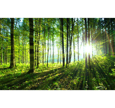 forest landscape with light reflection nature murals - TenStickers