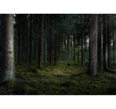 Crowed forestial nature murals - TenStickers