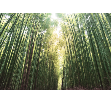 Bamboo Forest green Zen photo mural - TenStickers