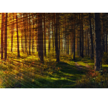 Forest Light Beams mural wallpaper - TenStickers