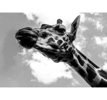 Black and white giraffe photo mural - TenStickers