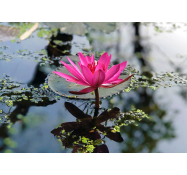 Beautiful lotus flower water mural wallpaper - TenStickers