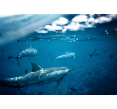 Dolphins and fishes mural wallpaper - TenStickers
