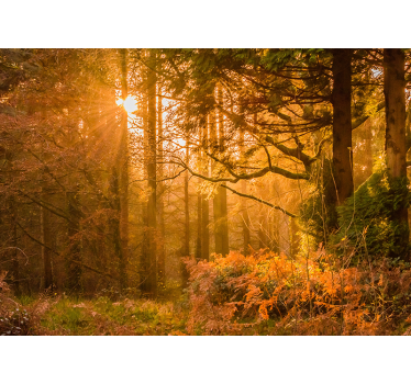 Old autumn tree with sun flash forest mural wallpaper - TenStickers