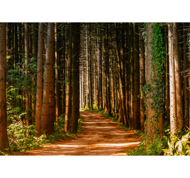 3D forest path nature murals - TenStickers