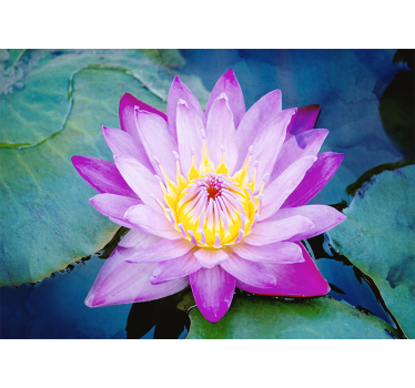 Purple Lotus Flower mural wallpaper - TenStickers