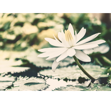 White Lotus on Lake mural wallpaper - TenStickers