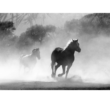 White and Black horse  mural wallpaper - TenStickers