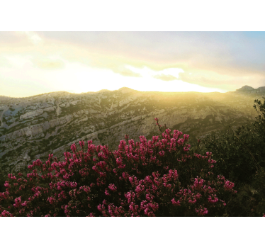 Wall mural nature blooming pink flowers - TenStickers
