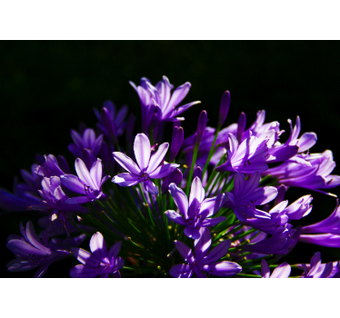Purple Floral Beauty flower wall mural - TenStickers