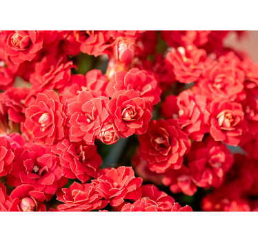 close up beautiful red flowers mural wallpaper - TenStickers