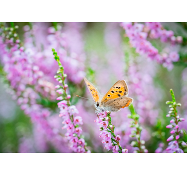 Butterfly on Blossom flower wall mural - TenStickers