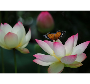 Bright loto flower with butterflies mural wallpaper - TenStickers
