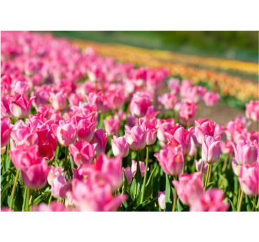 Vibrant blossoming field tulips wall mural - TenStickers