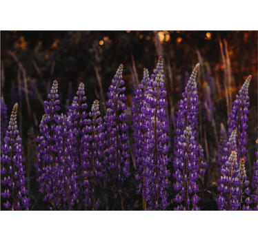 Flower wall mural purple flower fields - TenStickers