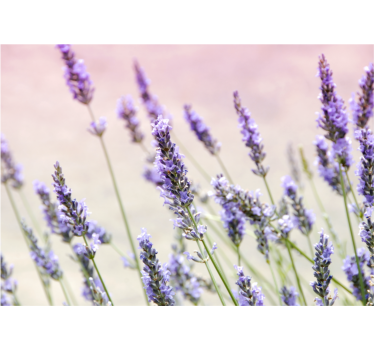 A bunch of purple flowers mural wallpaper - TenStickers