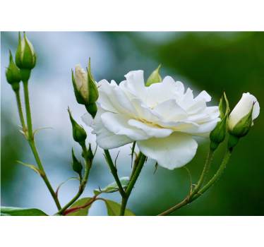 White rose cute pic rose mural - TenStickers
