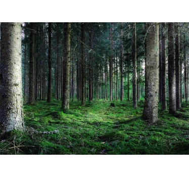 Humid tropical forest nature murals - TenStickers