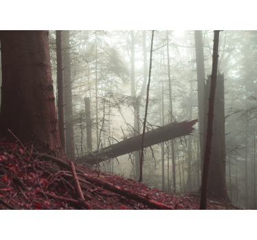 Pieniny Foggy forest nature murals - TenStickers