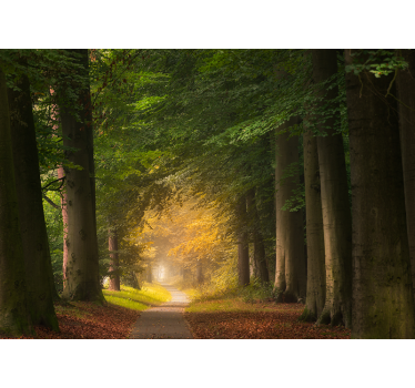 Wall mural nature forest pathway scene - TenStickers