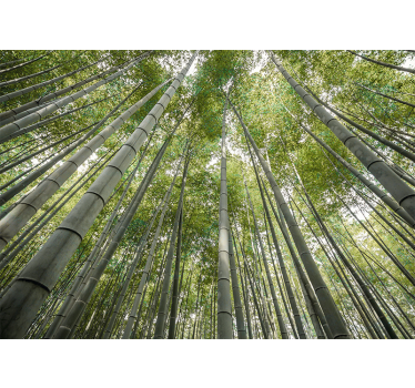 Bamboo wall mural tall bamboo forest - TenStickers