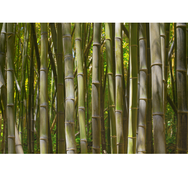 Natural bamboo forest tree wall mural - TenStickers