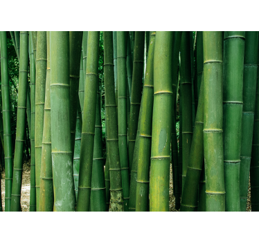 Bamboo wall mural lush forest design - TenStickers