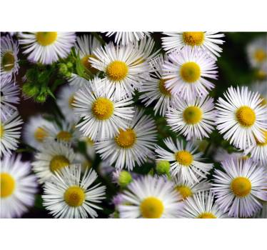 3D daisy flowers pattern mural wallpaper - TenStickers