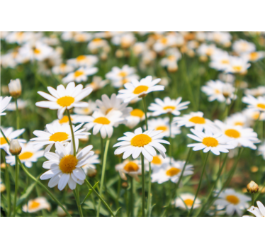 Flower wall mural daisies blooming brightly - TenStickers
