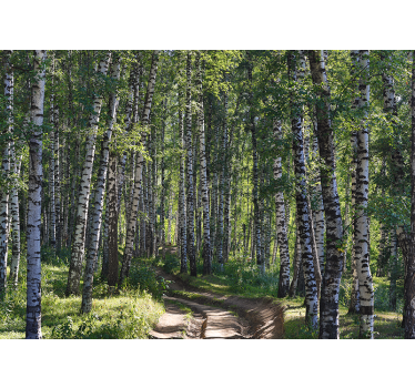 Wall mural nature serene birch forest - TenStickers