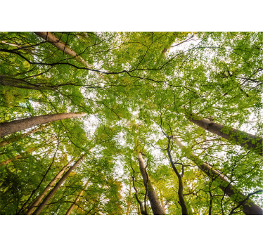 Lush Green Canopy forest wall mural - TenStickers