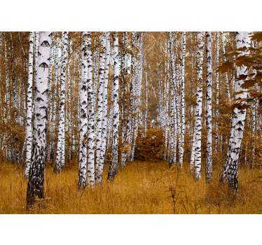 Forest wall mural birch tree grove - TenStickers