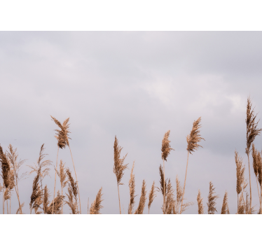 Pampass grass foggy view nature murals - TenStickers