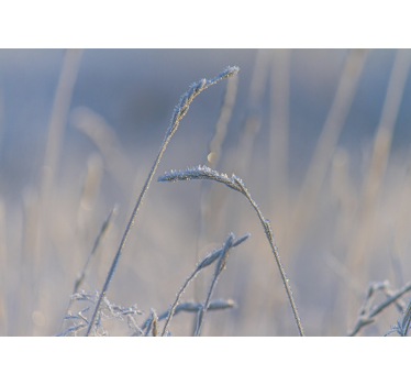 Wall mural nature frosty grass tips - TenStickers