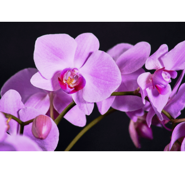 Branch of purple orchid mural - TenStickers
