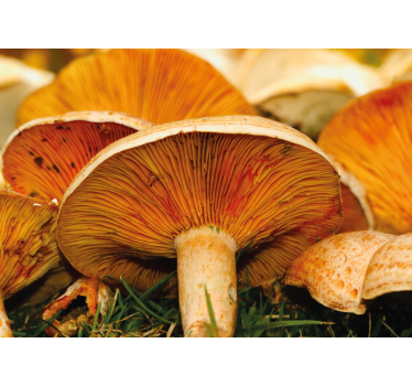 Orange pores wild mushroom nature murals - TenStickers