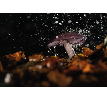 Wall mural nature mushroom water splash - TenStickers