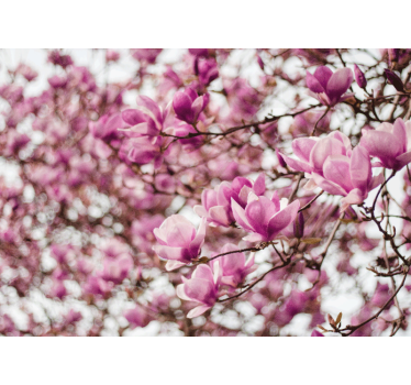 Elegant style feminin pink cherry flowers mural wallpaper - TenStickers