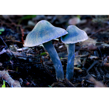 Wall mural nature unique mushroom shapes - TenStickers