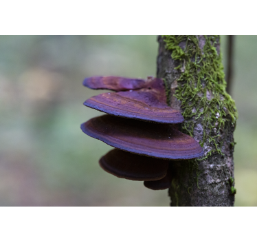 Wall mural nature mushroom growth detail - TenStickers