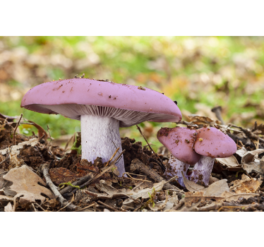 Flower wall mural pink mushroom cluster - TenStickers